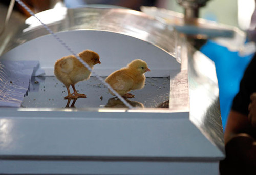 Placing chicks in the casket. One of superstitions in the philippines, this is usually done when the victim is killed or has an accident and the killer has not been caught. it is said to be a way to make anyone who did it feel guilty.i have no personally expirience about this but i do believe in this superstitions. what you guys think about it?