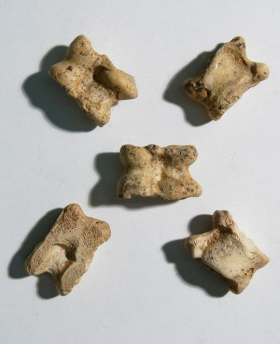 knucklebones”—ankle bones—of sheep or goats . Romans used them as dice.